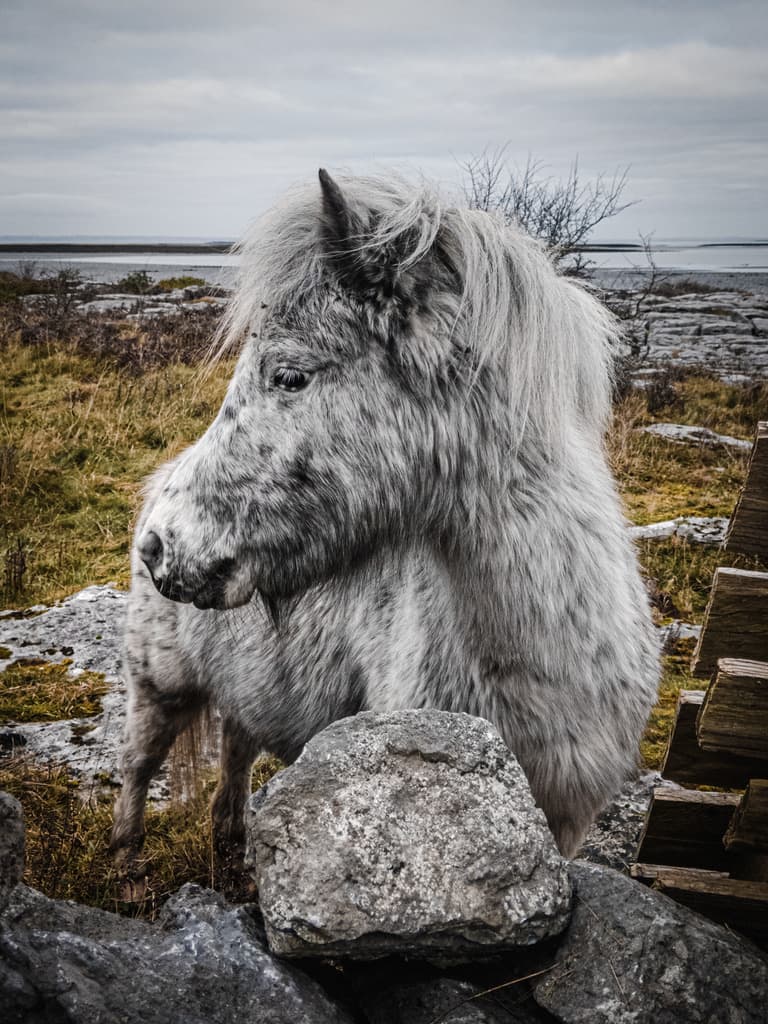 316B6BE6 979D 4BA9 80A6 B238BA9BE6F3 1 105 c 53.1232N 9.1682W