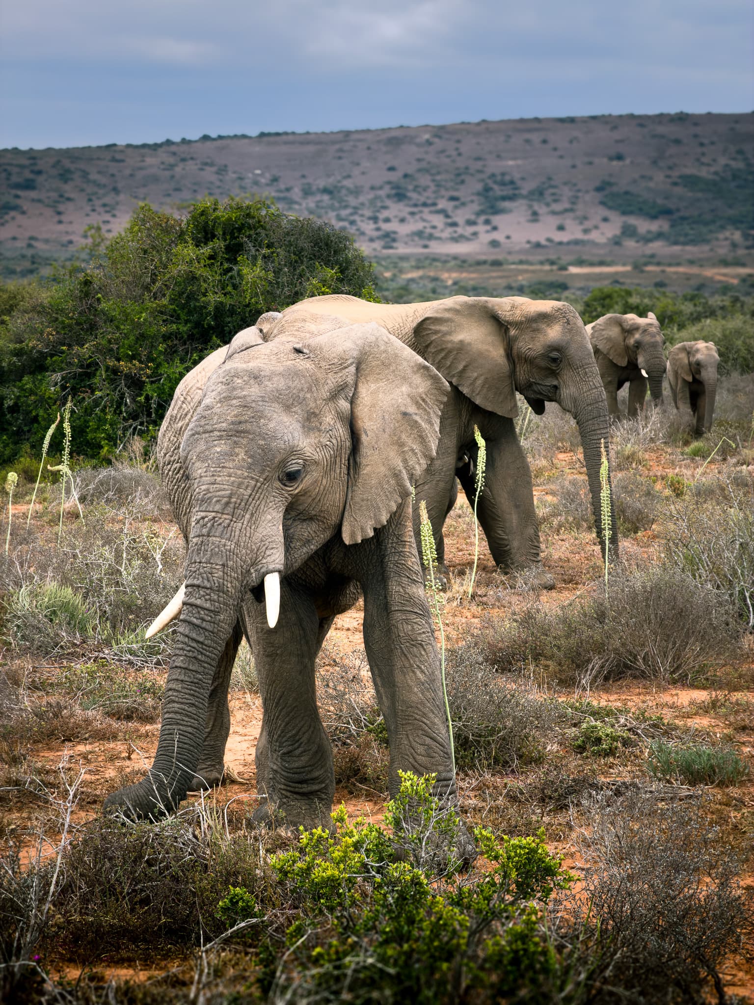 IMG 3971 33.4500S 26.0833E